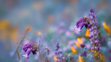 Mavi Lupine ve mavi çan çiçekleri Arvin, Kaliforniya panoramik manzaralı yaban çiçeği çayırında seçici odak.