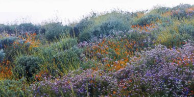 Panoramic view of spring wildflowers at Diamond lake in California, in the rain. clipart