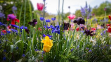 Baharda diğer renkli çiçekler arasında renkli sarı ve mor çiçekler, seçici odak.
