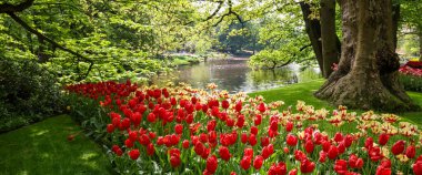 Hollanda 'daki Keukenhof bahçelerinin panoramik manzarası.