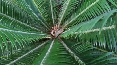 Palm bitkisinin yakın görüntüsü.