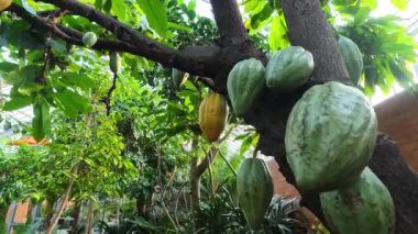 Michigan Üniversitesi botanik bahçesinde kahve kapsüllü tropik kahve ağacı..