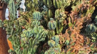 Michigan Üniversitesi botanik bahçesindeki Nichols botanik bahçesindeki yüksek kaktüs bitkisinin yakın görüntüsü..