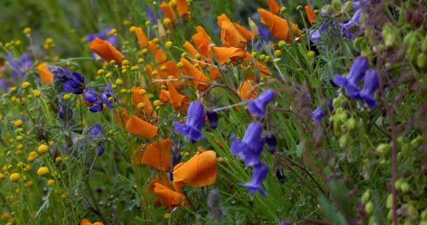 Kalifornské Zlaté Květy Máku Louce Divokých Květin Jezera Diamond Valley — Stock video