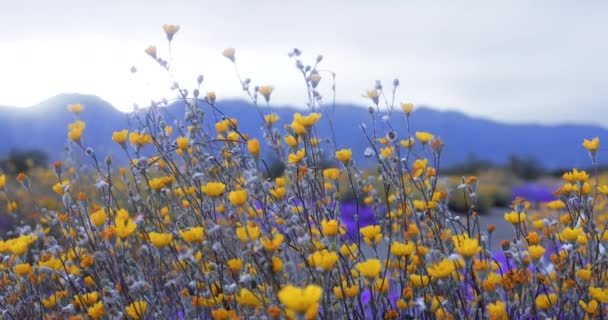 Flores Silvestres Coloridas Parque Estadual Anza Borrego Califórnia — Vídeo de Stock