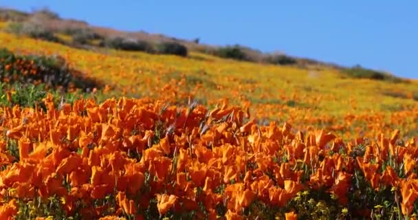 Zlaté Květy Máku Louce Divokých Květin Údolí Antelope Kalifornie — Stock video