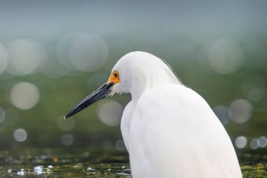 Close up view of the snowy egret is a small white heron with yellow feet. Florida. clipart