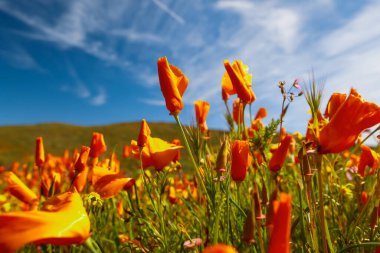 Diamond Valley Gölü 'ndeki Kaliforniya haşhaş çiçeklerinin kapalı görüntüsü, yağmurlu, seçici odaklı.