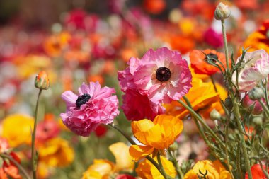 Kaliforniya Carlsbad çiçek tarlasında dev Tecolote ranunculus çiçeği. Yakın çekim..