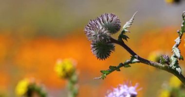 Güney Kaliforniya 'da ilkbahar boyunca Thistle yaban çiçeğinin yakın görüntüsü.