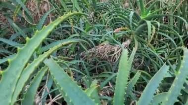 Yavaş çekim çöl sulu bitkisinin yakın görüntüsü