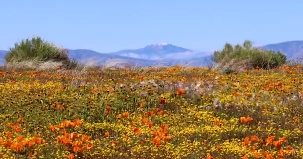 Panoramic View Scenic Landscape Antelope Valley California 2023 Super Bloom — Stock Video