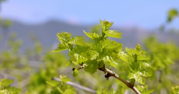 Vista Cerca Las Hojas Verdes Frescas Planta California Vineyard — Vídeos de Stock