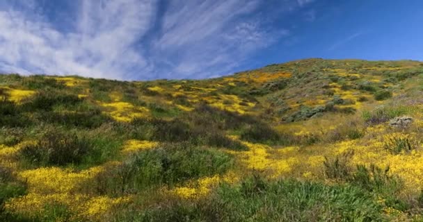 Panoramic View Scenic Landscape Antelope Valley California 2023 Super Bloom — Stock Video