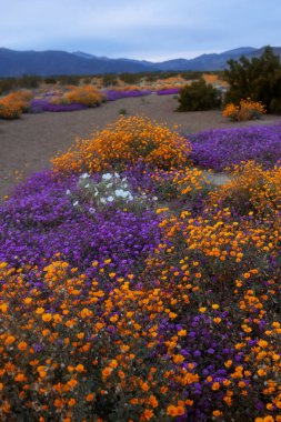 Colorful wildflowers at Anza Borrego state park, California. clipart