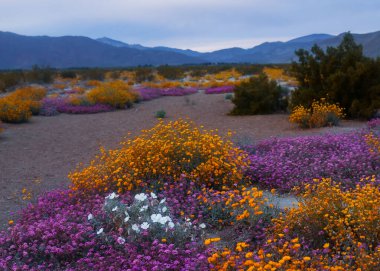 Colorful wildflowers at Anza Borrego state park, California. clipart