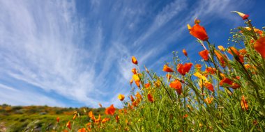Renkli kır çiçeklerinin yakın görüntüsü, Diamond Valley Gölü, Kaliforniya 'da altın gelincikler, seçici odak.