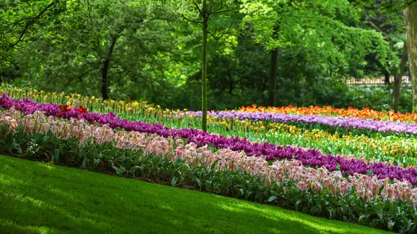 Hollanda 'da baharda Keukenhof bahçelerinin panoramik manzarası.