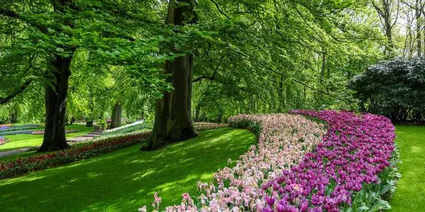 Hollanda 'da baharda Keukenhof bahçelerinin panoramik manzarası.