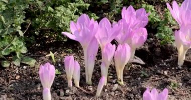 Yerdeki yeni yetişmiş Crocus çiçeklerinin yakın görüntüsü..