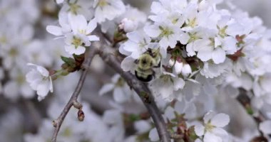 Yaban arısının elma çiçeğinden polen toplamasını yakından izle.