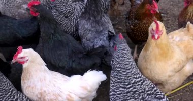 Çiftlikteki kafessiz tavuk manzarasını kapatın..