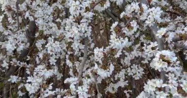 Kiraz ağacında bahar çiçeğinin yakın görüntüsü. 