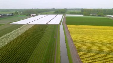 Hollanda 'da bahar aylarında renkli lale tarlalarının havadan görünüşü.