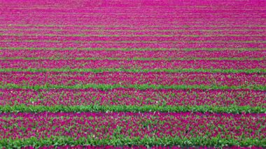 Hollanda 'da bahar aylarında renkli lale tarlalarının havadan görünüşü.