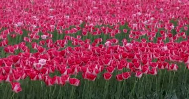 Hollanda 'da bahar zamanı renkli lale çiçeklerinin manzarası.