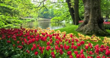 Keukenhof, Hollanda - 11 Mayıs 2023: Hollanda 'da farklı çiçek tarlaları bulunan Keukenhof Bahçeleri.