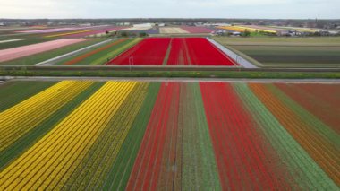 Hollanda 'da parlak renkli lale tarlalarının hava manzarası gelişiyor..