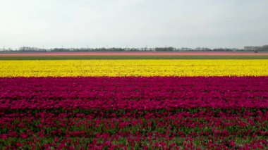 Hollanda 'da parlak renkli lale tarlalarının havadan görünüşü gelişir..