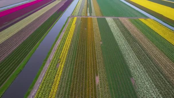 Vue Aérienne Des Champs Colorés Lumineux Tulipes Pousse Dans Modèle — Video