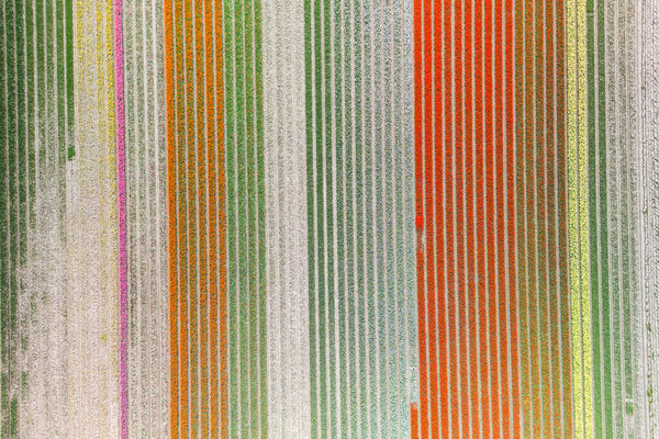 Aerial view of Orange, green, yellow color Tulip flower fields during spring time in the Netherlands.