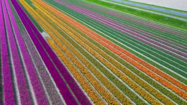 Hollanda 'da parlak renkli lale tarlalarının havadan görünüşü gelişir..