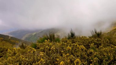 Portekiz 'in orta Madeira Adası' nın dağlık kesimlerinde alçak seviye bulutların manzarası.