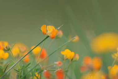 Yaygın kuş ayağı Trefoil geniş ve yaygın olarak yayılan bir çayırlık ve seçici odak noktasıdır..