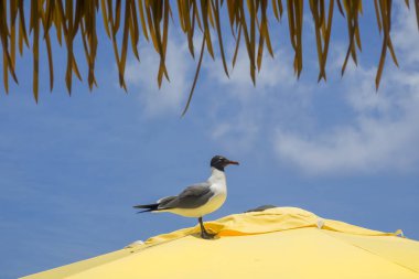 Laughing Gull on the yellow umbrella against blue sky. clipart