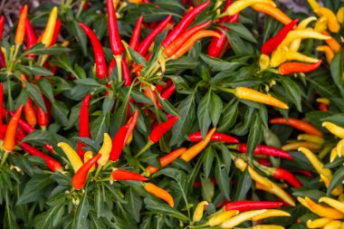Bitkinin üzerine renkli taze Tayland biberleri, yakın görüş..