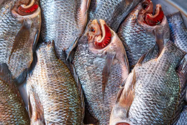 Çiğ Tilapia balığı, arka plan kullanımı için satılığa çıkarıldı..