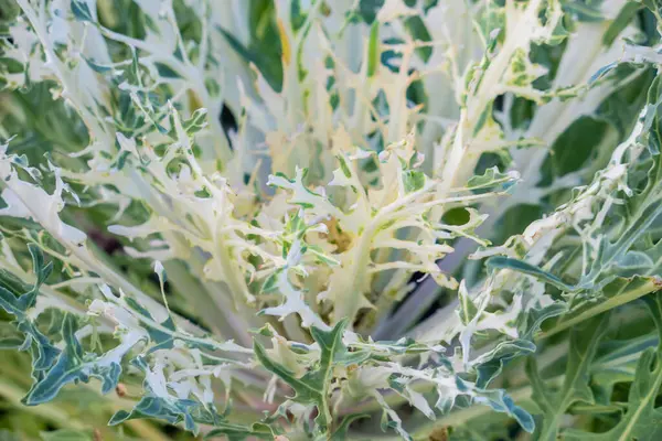 stock image Ornamental Kale Peacock White plant close up view, selective focus.