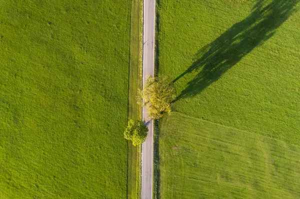 stock image Aerial view of single tree by the rural road with long shadow in Germany