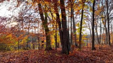 Michigan kırsalındaki parlak sonbahar yeşilliklerinin yakın görüntüsü.