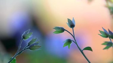 Çiçek açan bitki çayır turna gagasının (Geranium pratense) yakın görüntüsü, dostum, sığ alan derinliği.