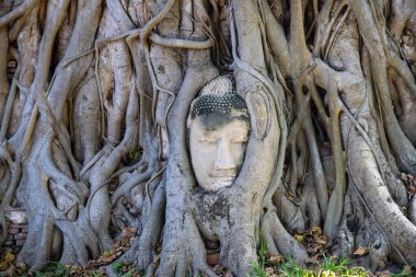 Wat Mahathat Tapınağı, Ayutthaya, Tayland 'daki ağaç köklerindeki tarihi Buda heykelinin başı..