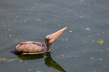 Pelican bird in the lake at Uppalapadu Bird Sanctuary, Andhra Pradesh, India. clipart