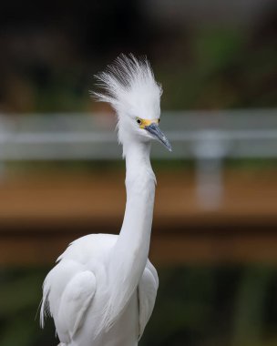 Florida 'daki gölün kenarındaki Karlı Akbalıkçıl Kuşu' nu yakından çek..