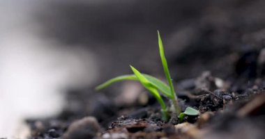 Kara toprakta yeni filizlenen bitkinin yakın görüntüsü. 