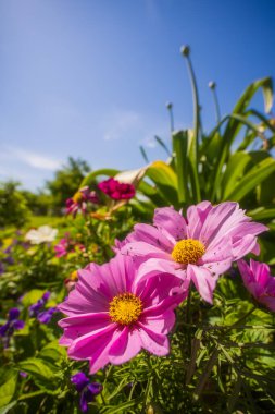 Gerber Daisy çiçeklerinin geniş açılı makro görüntüsü bahçede..